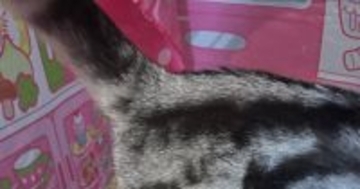 猫のおしりを見たら、『縦』に……文字に見える『まさかの模様』が23万表示「想像以上で笑った」「一人で爆笑してしまった」と話題