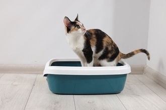 猫の『おしっこ』に関するトラブル5つ　見逃せない症状や対処法まで解説