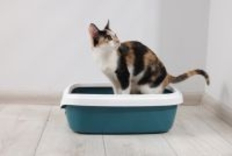 猫の『おしっこ』に関するトラブル5つ　見逃せない症状や対処法まで解説