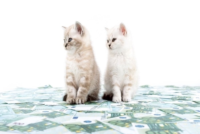 猫たちがもたらす経済効果『ネコノミクス』とは？すべての猫好きが関わる驚きの影響