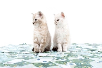 猫たちがもたらす経済効果『ネコノミクス』とは？すべての猫好きが関わる驚きの影響