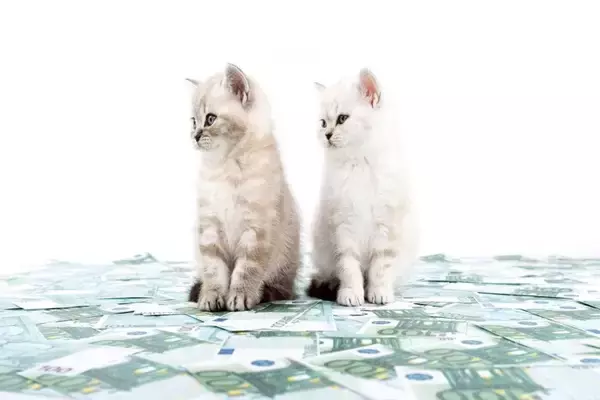 猫たちがもたらす経済効果『ネコノミクス』とは？すべての猫好きが関わる驚きの影響