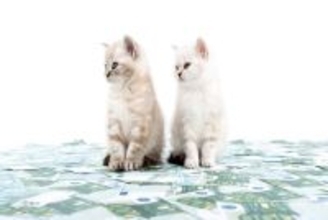 猫たちがもたらす経済効果『ネコノミクス』とは？すべての猫好きが関わる驚きの影響