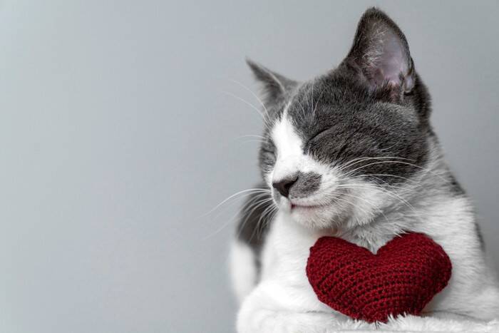 猫たちがもたらす経済効果『ネコノミクス』とは？すべての猫好きが関わる驚きの影響