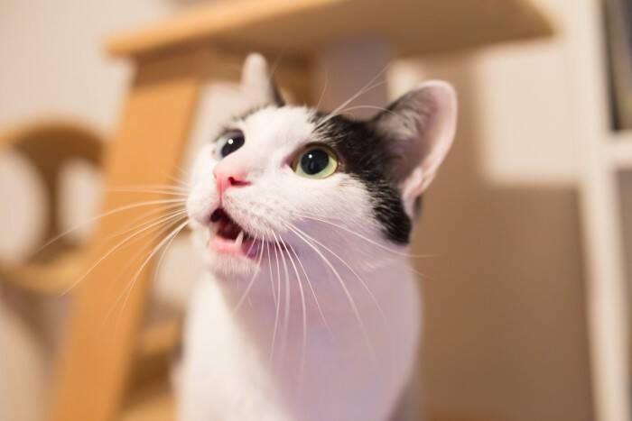 猫が『長く鳴いている』ときの理由4つ　鳴き方から読み取る心理や応え方も解説