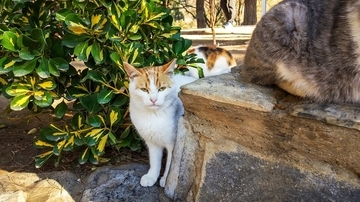 すべては猫のために！　「断熱構造の猫小屋」や「療養エリア」も…国会議事堂の敷地に「野良猫65匹のための楽園」が完成　トルコ