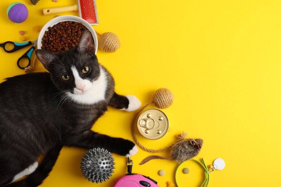 すべては猫のために！　「断熱構造の猫小屋」や「療養エリア」も…国会議事堂の敷地に「野良猫65匹のための楽園」が完成　トルコ