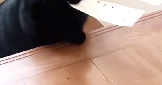 ルンルンで『階段を上ってきた黒猫』→『お口』に注目したら…たまらなく愛おしい光景に２万いいね「もちもちしてる」「うわー可愛すぎる」