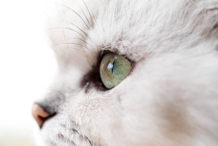 猫が物に頭を押し当てる『ヘッドプレッシング』が危険な理由3つ　見逃せない症状や取るべき対処法も解説
