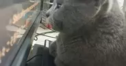 パソコンを使っているパパ→猫が、モニターの目の前で…思わず笑ってしまう『妨害行為』が11万再生「猫すぎて愛が止まらん」「ド近眼説」