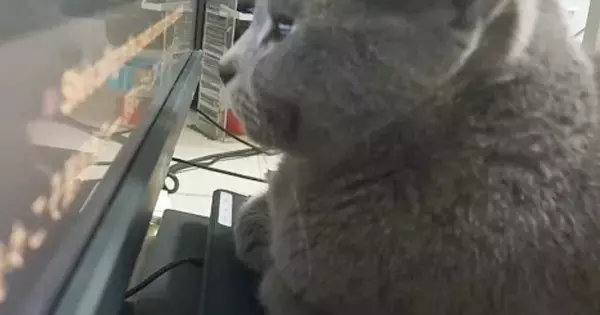 パソコンを使っているパパ→猫が、モニターの目の前で…思わず笑ってしまう『妨害行為』が11万再生「猫すぎて愛が止まらん」「ド近眼説」