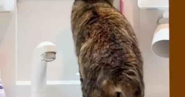 『洗面所』を覗いたら、衝撃の瞬間を目撃……猫がしていた『まさかの行動』が84万再生「偉いと思ったらｗ」「匂いがついているからかな」