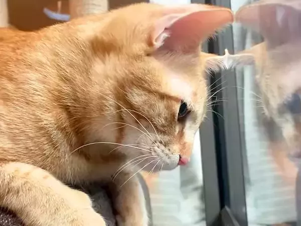 ベランダに『カナブン』を見つけた猫→どうしても近くに行きたくて…尊すぎる『一生懸命な光景』に反響「癒される」「尋常じゃないおしゃべり」