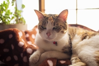猫の『寝起きが悪い』ときに見せる仕草3選　体調を崩しているの？確認すべきポイントまで