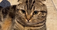 「一緒にお出かけしたいｗ」玄関にいる『猫の様子』を見たら…思わず笑う『まさかの光景』が30万再生「ぶかぶかｗ」「大きな手袋みたいｗ」