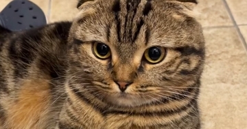 「一緒にお出かけしたいｗ」玄関にいる『猫の様子』を見たら…思わず笑う『まさかの光景』が30万再生「ぶかぶかｗ」「大きな手袋みたいｗ」