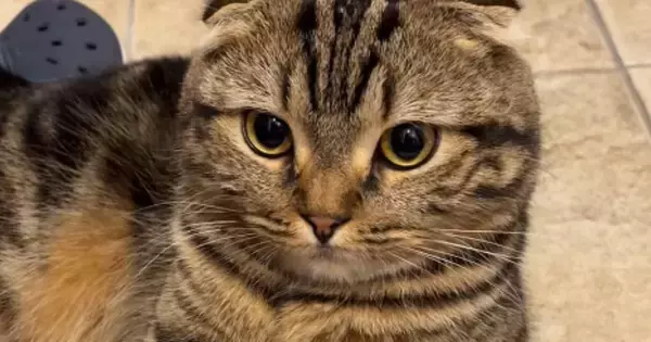 「一緒にお出かけしたいｗ」玄関にいる『猫の様子』を見たら…思わず笑う『まさかの光景』が30万再生「ぶかぶかｗ」「大きな手袋みたいｗ」
