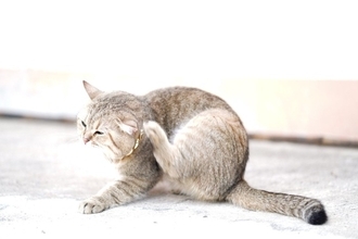 猫の『耳のケア』サボると起こるトラブル2つ　お手入れが欠かせない理由や正しい方法も解説