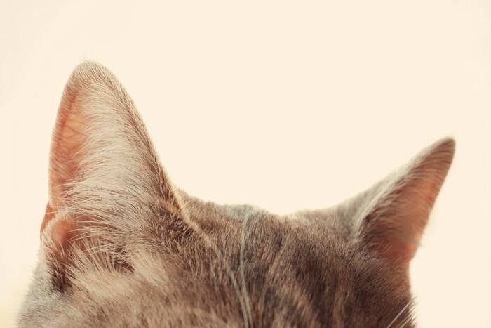 猫の『耳のケア』サボると起こるトラブル2つ　お手入れが欠かせない理由や正しい方法も解説