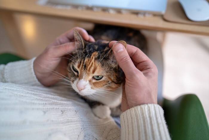 猫の『耳のケア』サボると起こるトラブル2つ　お手入れが欠かせない理由や正しい方法も解説
