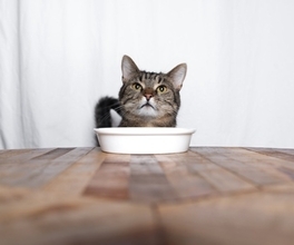 猫に『嘘』をつくことで起こるトラブル5選　信頼を損なう恐れも？適切な関わり方まで