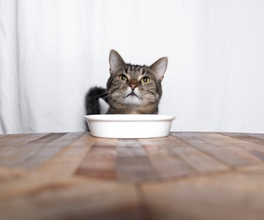 猫に『嘘』をつくことで起こるトラブル5選　信頼を損なう恐れも？適切な関わり方まで