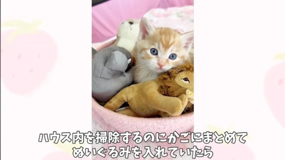 ぬいぐるみをまとめておいたら、『2匹の赤ちゃん猫』が……とんでもなく 