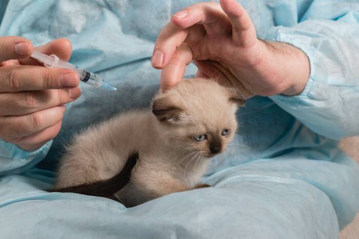 新しい家族に『成猫』を迎えるメリット3選　“大人の猫はなつきにくい”はウソ？ホント？