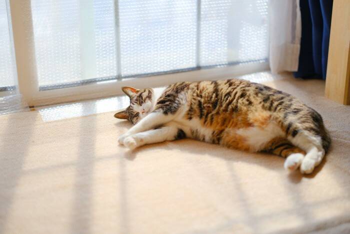 新しい家族に『成猫』を迎えるメリット3選　“大人の猫はなつきにくい”はウソ？ホント？