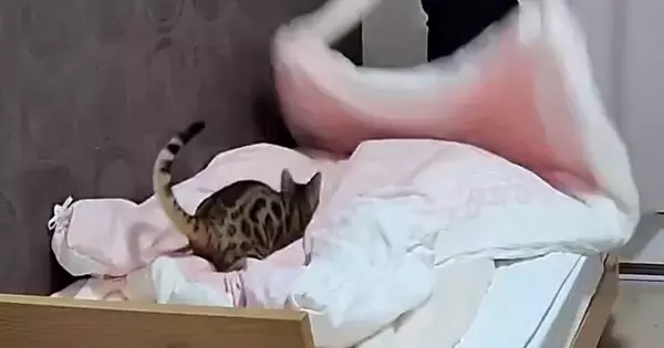 ベッドの上で布団を広げていると、動きに合わせて『猫』が…たまらなく可愛い瞬間に９万いいね「明らかに楽しんでる！」「特大猫じゃらしｗ」