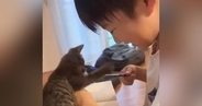 お兄ちゃんが宿題をしていると、『子猫』が…"かわいすぎるやり取り"に癒されると34万再生「思わずニヤニヤした」「100点だｗ」