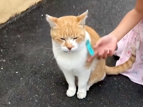 『うちにおいで、こたつあるから』と野良猫に声をかけた結果→５年後に見せた『幸せな日常』が41万再生「なんて愛に溢れた家族」「涙出る」