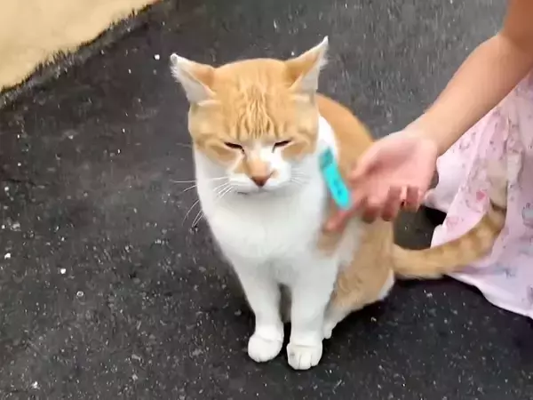 『うちにおいで、こたつあるから』と野良猫に声をかけた結果→５年後に見せた『幸せな日常』が41万再生「なんて愛に溢れた家族」「涙出る」