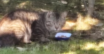 ヨーグルトのふたから陶器のお皿へ…よく家の中を覗いていた地域猫が『家族になるまでの話』に涙が出ると31万再生「泣けて泣けて」「ありがとう」