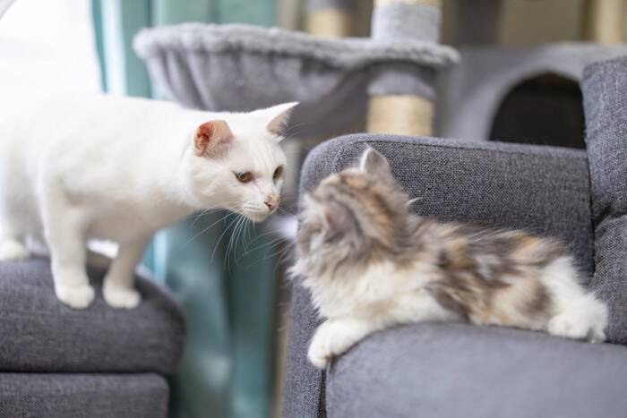 先住猫が新入り猫を『受け入れた』サイン3つ　打ち解けてもらうコツから注意点まで解説
