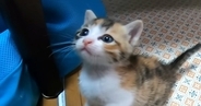 悲しげな表情をうかべる子猫に手を差し伸べてみたら…『胸がぎゅっとなる光景』が375万再生「なんて尊いんや」「可愛さが限界突破してる」