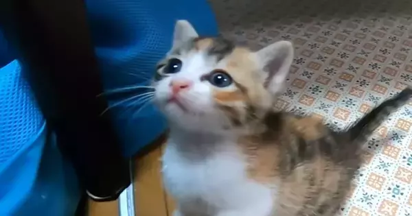 悲しげな表情をうかべる子猫に手を差し伸べてみたら…『胸がぎゅっとなる光景』が375万再生「なんて尊いんや」「可愛さが限界突破してる」