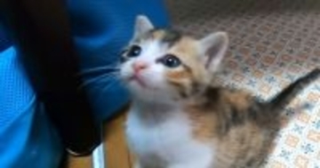 悲しげな表情をうかべる子猫に手を差し伸べてみたら…『胸がぎゅっとなる光景』が375万再生「なんて尊いんや」「可愛さが限界突破してる」