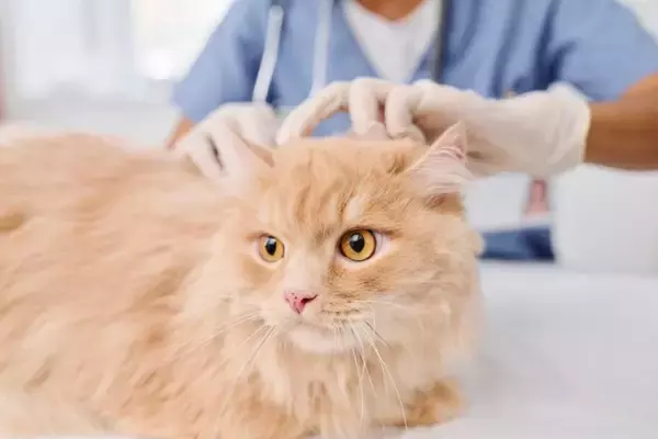 猫の皮膚トラブル「こんなしこり」に要注意！正体と対処法を獣医師が解説