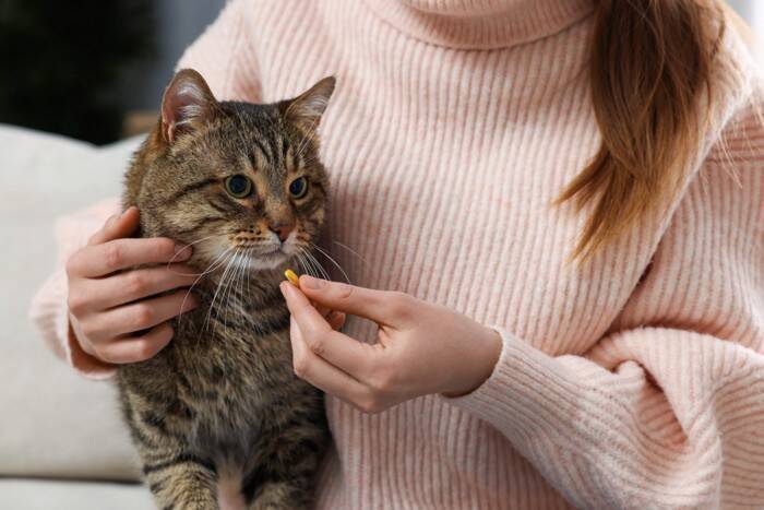 猫の皮膚トラブル「こんなしこり」に要注意！正体と対処法を獣医師が解説