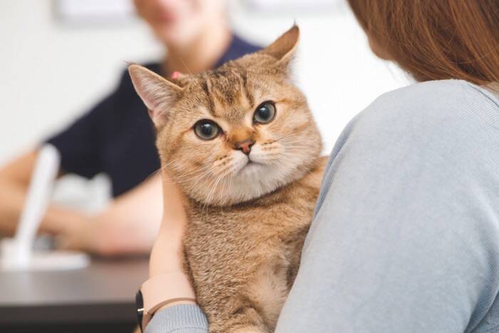 猫の皮膚トラブル「こんなしこり」に要注意！正体と対処法を獣医師が解説