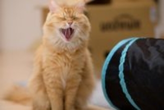 猫の『あくび』に隠されている3つの理由　眠いとは限らない？注意すべきケースまで