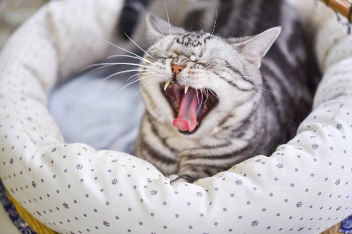 猫の『あくび』に隠されている3つの理由　眠いとは限らない？注意すべきケースまで