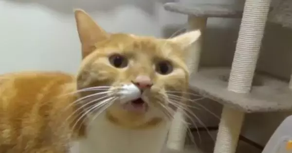 飼い主に甘える猫→もっと撫でてほしくて…ニャーではない『まさかの鳴き方』が尊すぎると107万再生「涙出てきた」「撫で回すしかない」