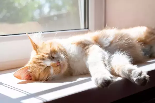 猫が『居心地がいい』と感じる家の条件6つ　快適に過ごしてもらえる環境の整え方もご紹介