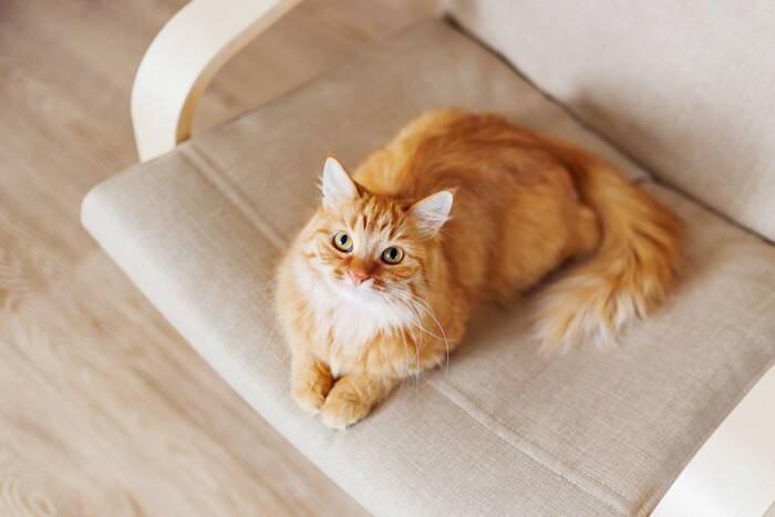 猫が『居心地がいい』と感じる家の条件6つ　快適に過ごしてもらえる環境の整え方もご紹介