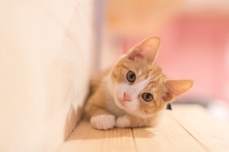 世界の偉人たちによる『猫にまつわる名言』4選　猫好きなら思わず頷く素敵な言葉とは
