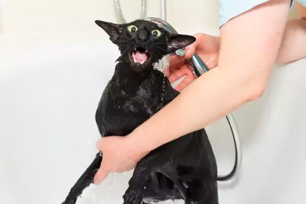猫の『シャンプー』をするときに避けるべきNG行為5選　危険なトラブルの可能性や安全に洗う方法まで