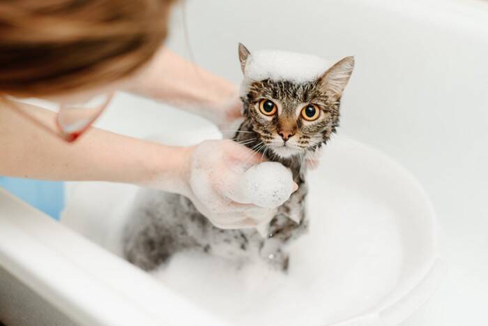 猫の『シャンプー』をするときに避けるべきNG行為5選　危険なトラブルの可能性や安全に洗う方法まで