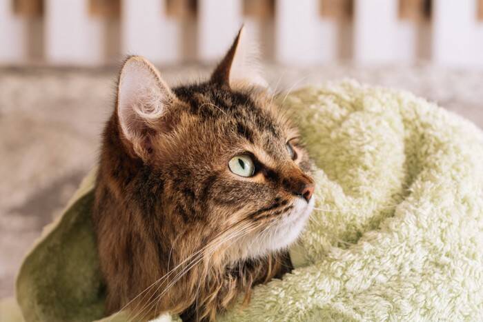 猫の『シャンプー』をするときに避けるべきNG行為5選　危険なトラブルの可能性や安全に洗う方法まで